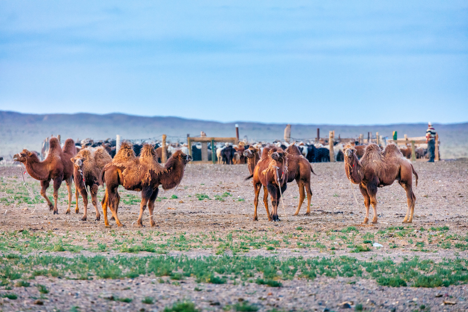 Bactrain Camels - a shot from Jeff's Mongolia documentary