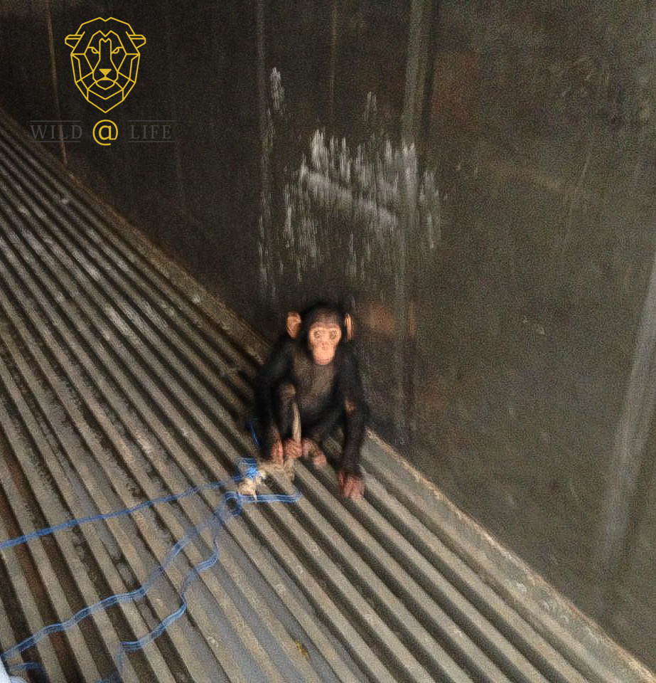 Help Wild@Life save Chimpanzees from Wildlife trade & Exploitation